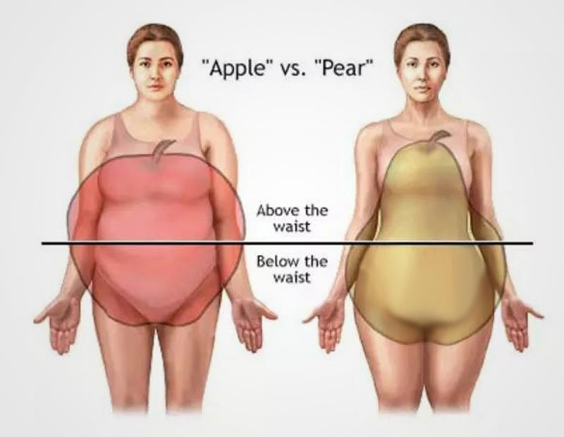 복부 지방 분포의 차이를 설명하는 도식